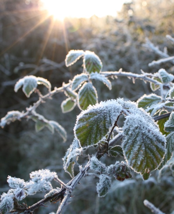 Frost on the bushes in the back field