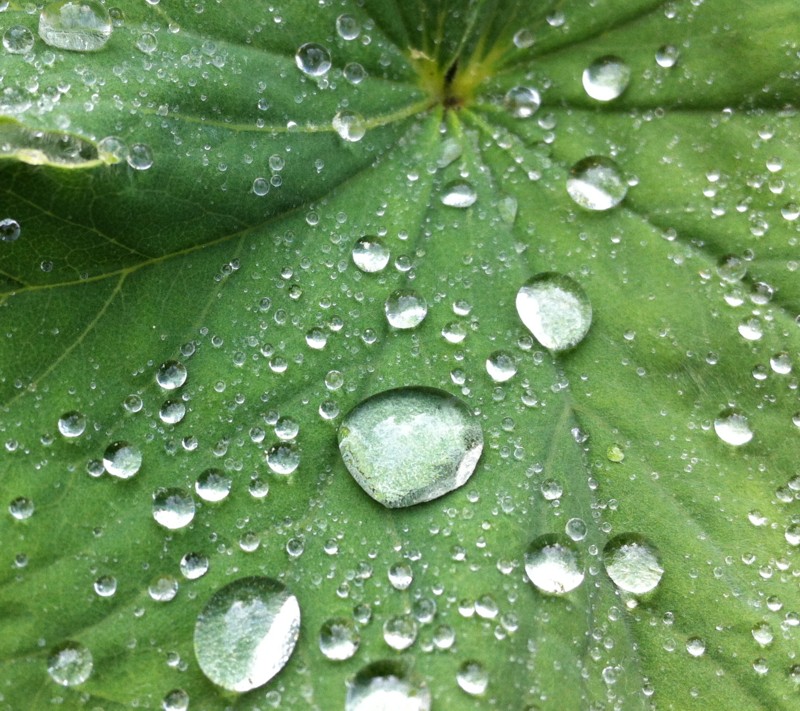 Raindrops on a leaf - taken with an iphone believe it or not!